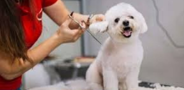 Higiene y Grooming